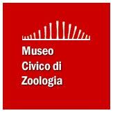 Il Museo Civico di Zoologia di Roma rappresenta un centro di cultura scientifica, che conserva, studia e fa conoscere la BIODIVERSITA’ ANIMALE.